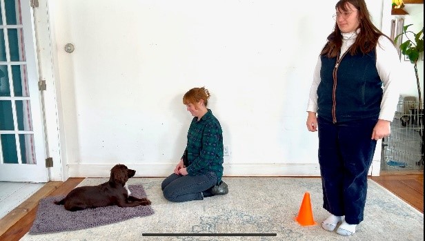 Two people working with a brown dog lying down on a mat 