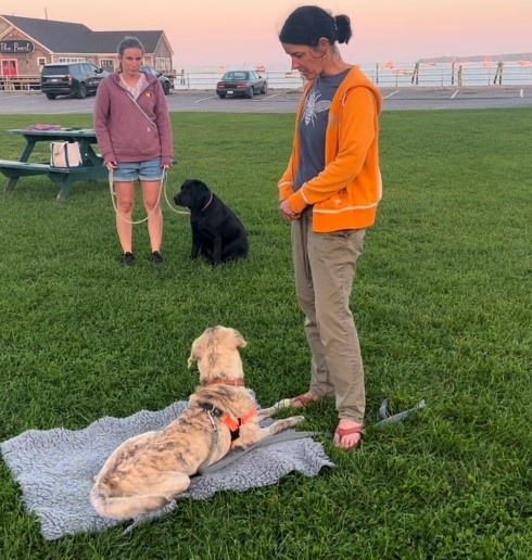 Two women work with two dogs on green grass