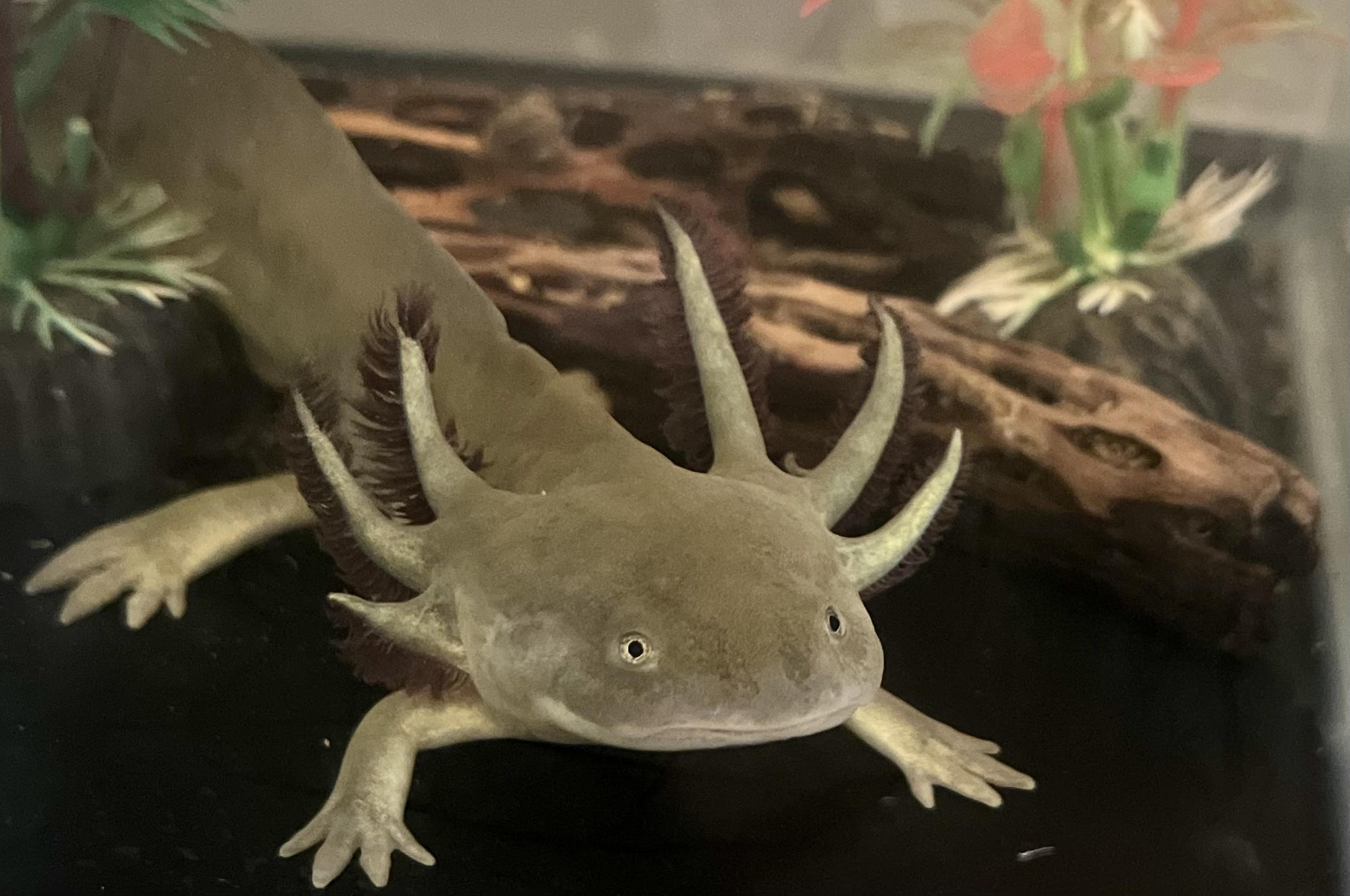 a greenish-brown salamander with gills swimming in water
