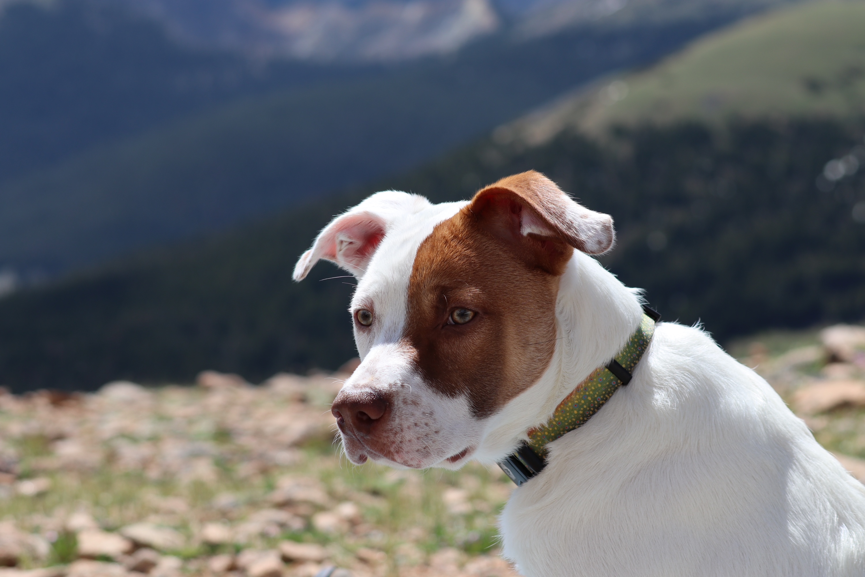 A white and tan pitbull mix sitting outside against a mountainous background