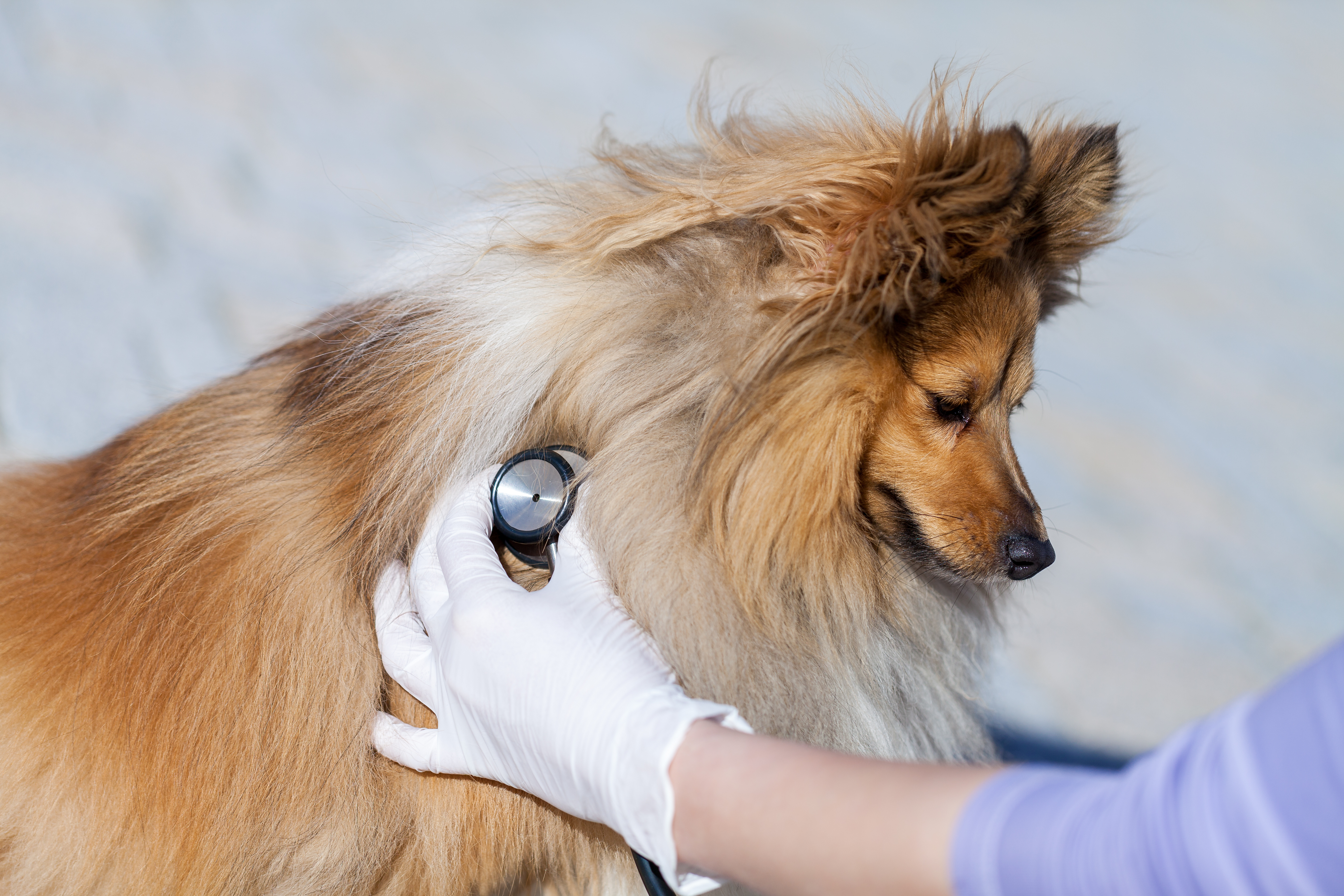 Shetland sheepdog getting an exam with stethoscope