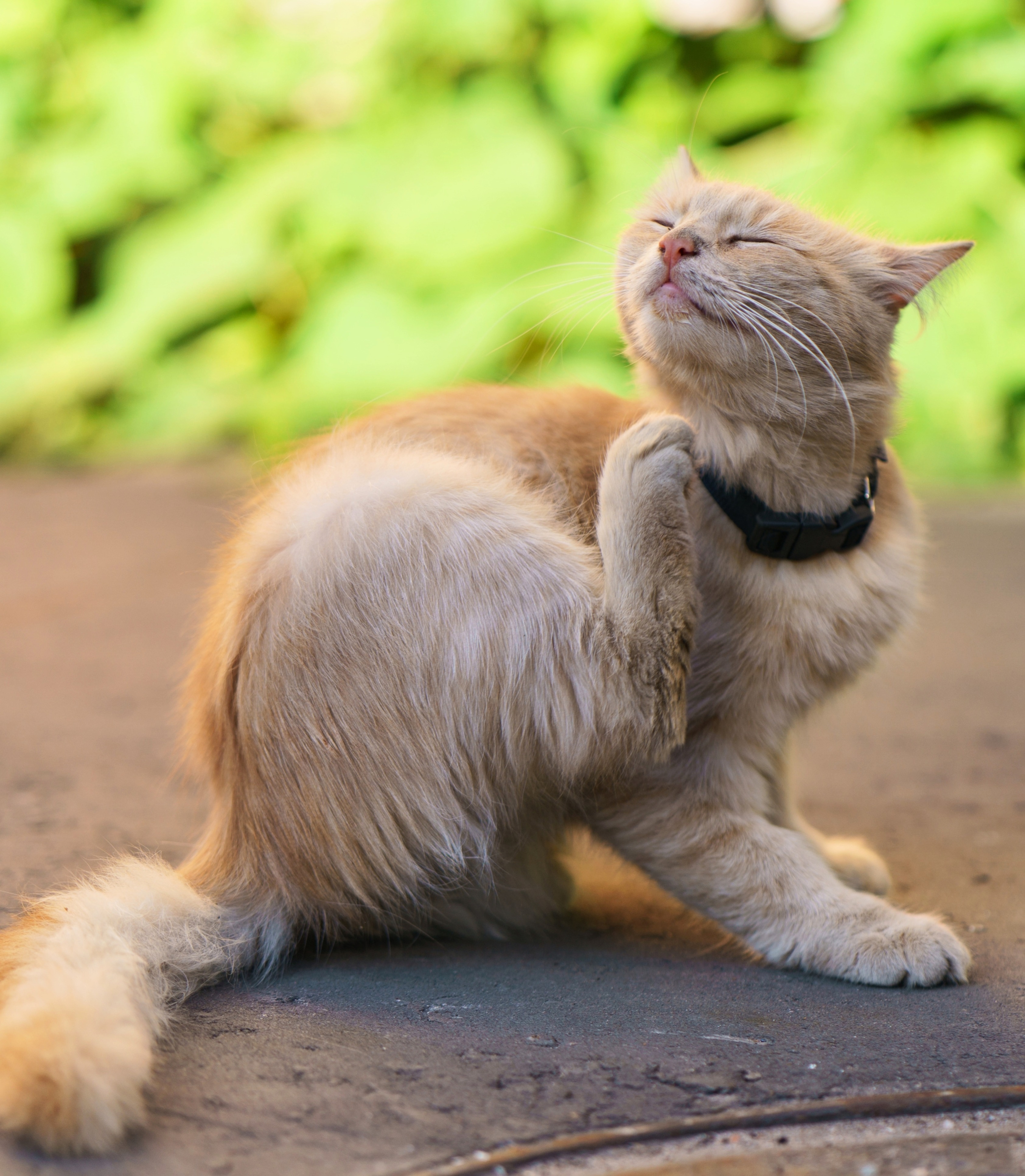 orange tabby cat itching his collar area while sitting outside on a patio