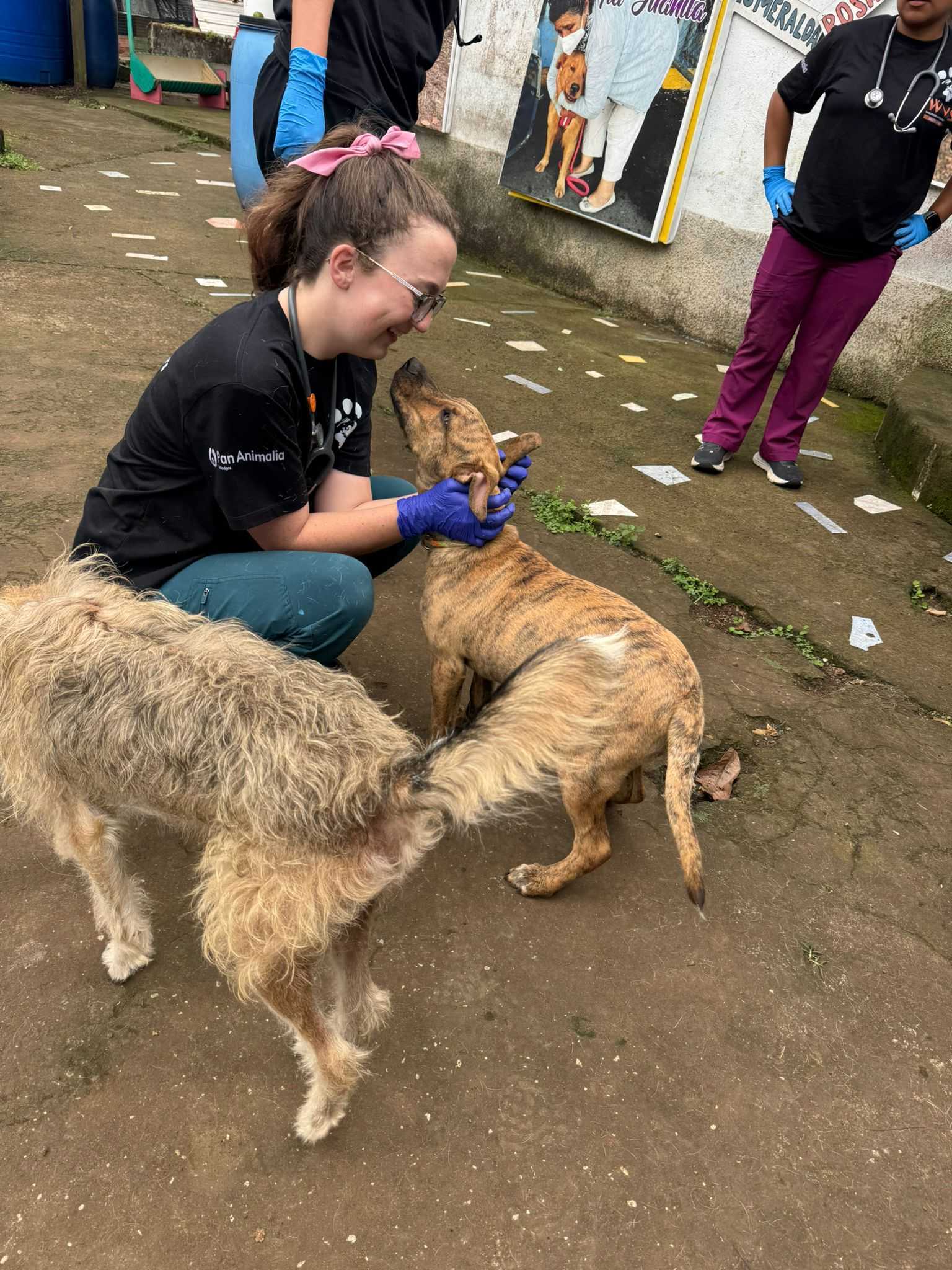 Woman in surgical gloves pets two golden-colored dogs at a clinic in the jungle