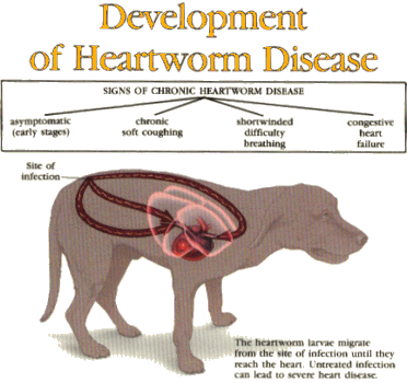 can a puppy get heartworm