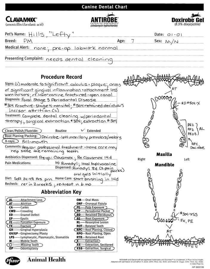 Vin Feline Dental Chart