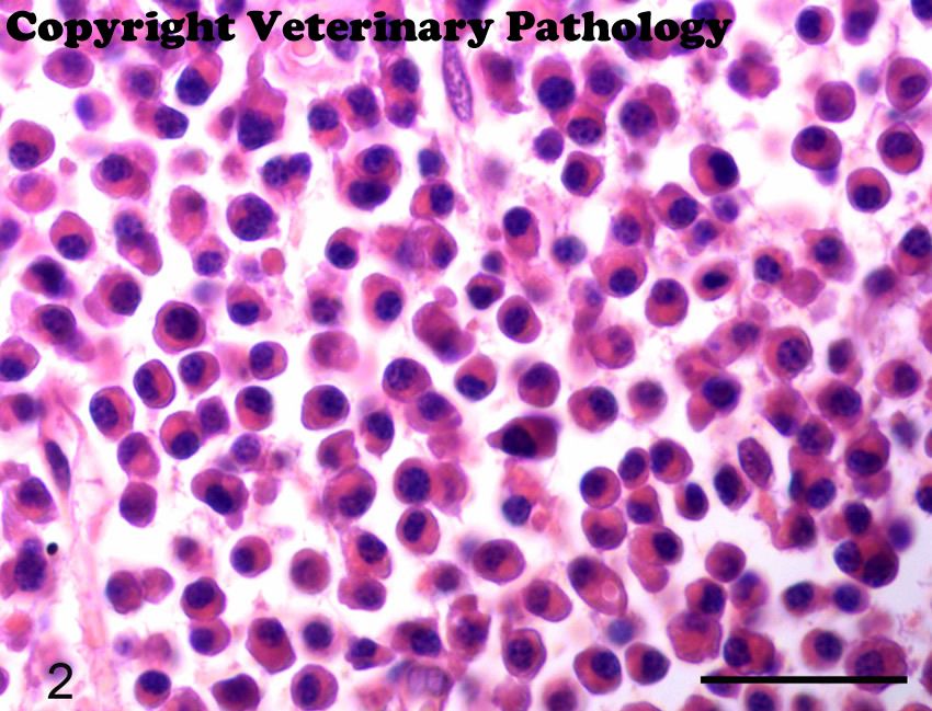 Cytological and Histopathological Classification