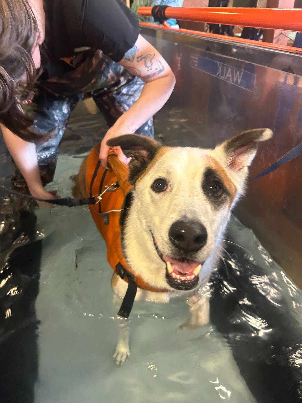 Calif assembly oks controversial animal rehabilitation bill news vin