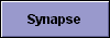 Synapse 